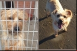 Fotos mostram transformação de cães antes e depois de serem adotados