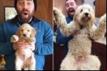 15 CÃES QUE NÃO FICARAM PEQUENOS POR MUITO TEMPO