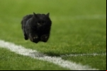 OS PENETRAS DO REINO ANIMAL QUE INVADIRAM COMPETIÇÕES ESPORTIVAS