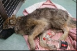  HOMENS DESCOBREM QUE 'CACHORRO' SALVO DE CONGELAMENTO ERA UM LOBO