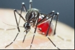 Brasil tem recorde de mortes em decorrência da dengue em 2022 – O estado é de alerta para 2023