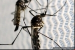 El Niño e altas temperaturas favorecem aumento de casos de dengue
