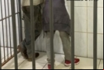 Dupla é presa com arma falsa após roubo a residência na BR–319
