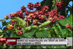 Salto na exportação em 2024 de 645% em relação a 2023 – Exportação de Café aumenta em Rondônia – Vídeo