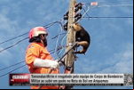 Tamanduá Mirim é resgatado pela equipe do Corpo de Bombeiros Militar ao subir em poste no Rota do Sol em Ariquemes – Vídeo